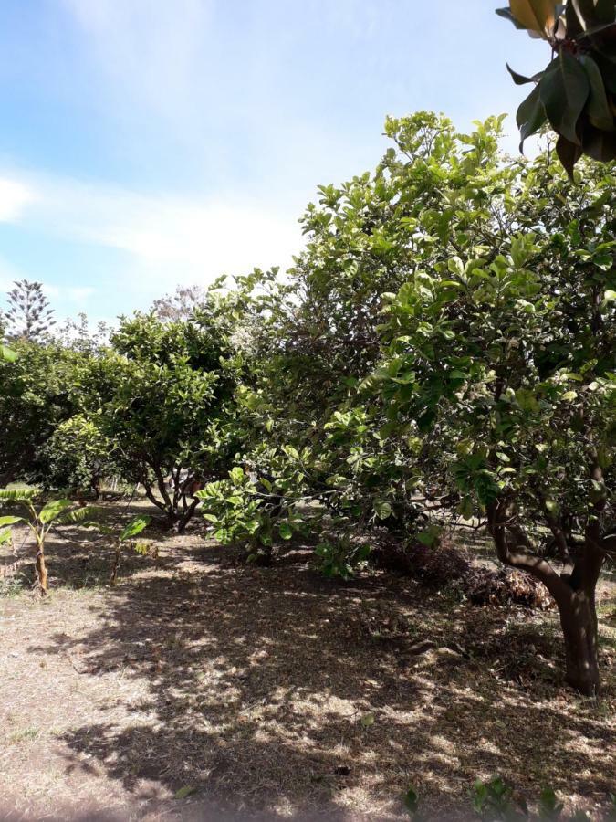 Casa Agrumeto Stromboli Eksteriør billede